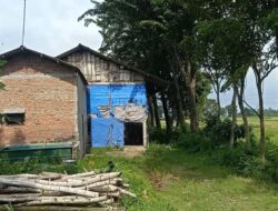 Lalat dan Bau Limbah Kandang Ayam di Perak Jombang, Resahkan Masyarakat
