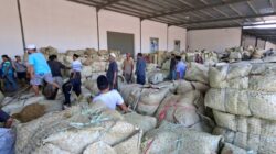 Perusahaan Rokok Lokal Dinilai Selamatkan Harga Tembakau di Sumenep